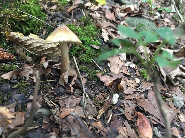 Photo close-up of mushroom growing on rock with moss