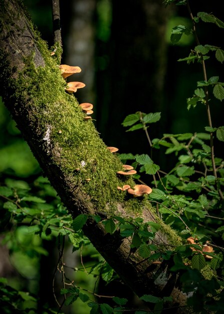 Foto close-up di un fungo che cresce su un albero nella foresta