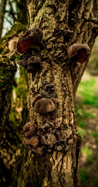 Close-up of mushroom growing on tree trunk