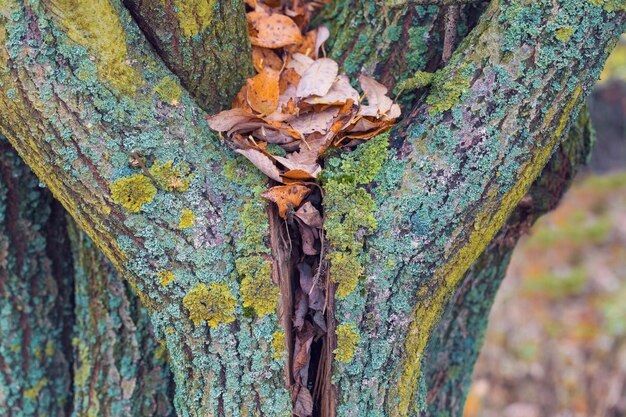 Close-up of mushroom growing on tree trunk