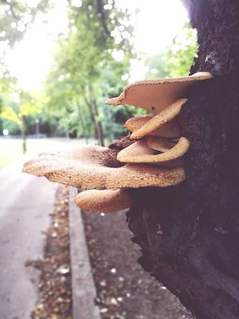 Foto close-up di un fungo che cresce sul tronco di un albero