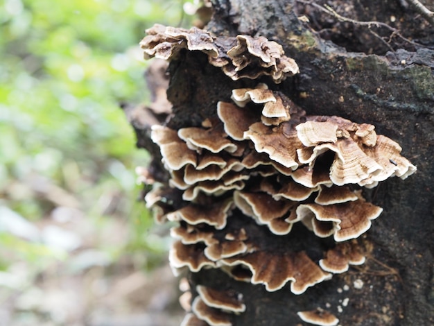 Foto close-up di un fungo che cresce sul tronco di un albero