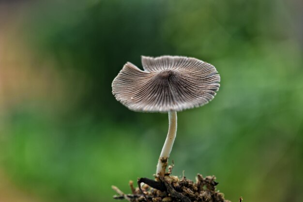 Foto close-up di un fungo che cresce sull'albero