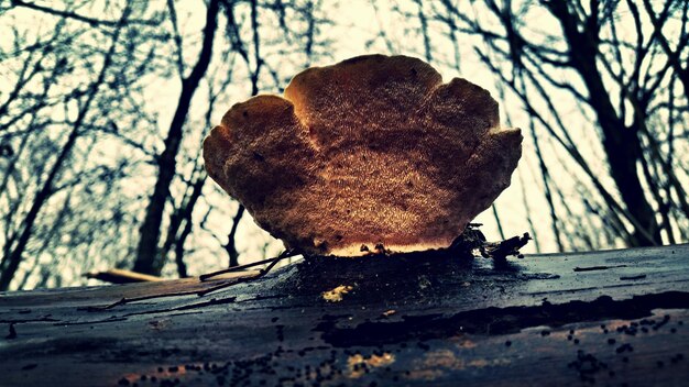 Close-up of mushroom growing on tree