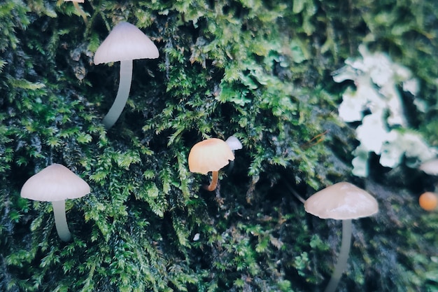 나무 에 자라는 버섯 의 클로즈업