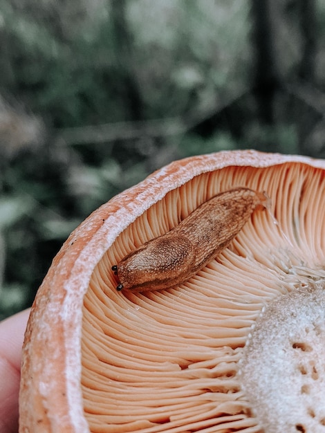 Foto close-up di un fungo che cresce sull'albero
