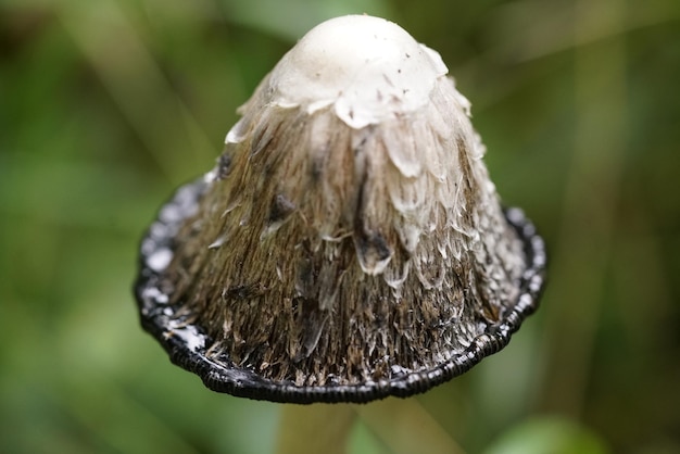 Close-up of mushroom growing on tree