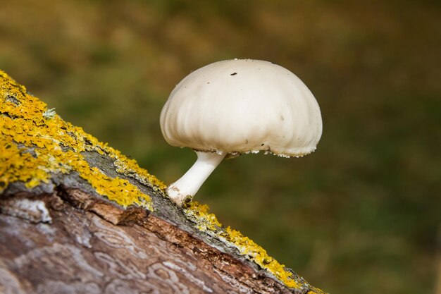 Close-up of mushroom growing on tree