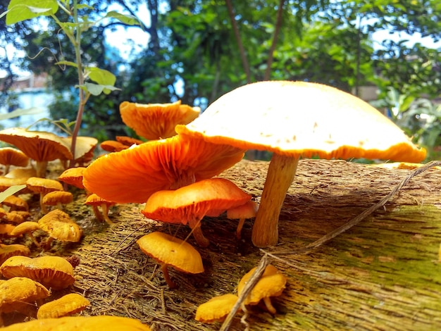 Foto close-up di un fungo che cresce sull'albero