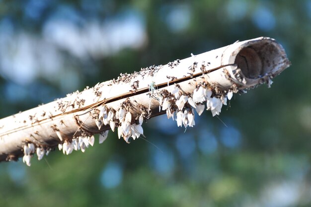 Foto close-up di un fungo che cresce sull'albero