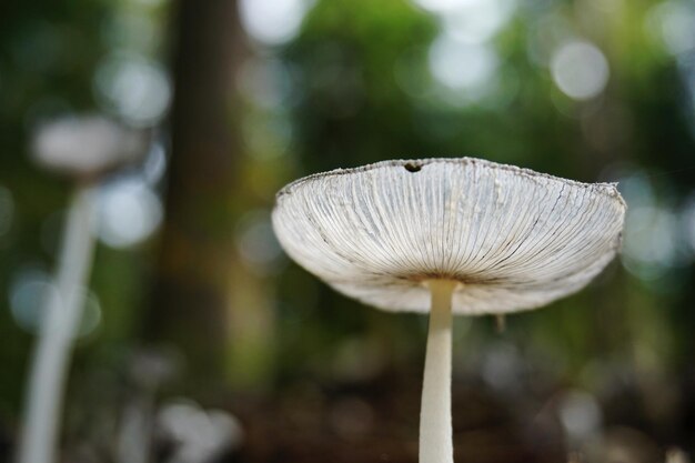 Foto close-up di un fungo che cresce sull'albero