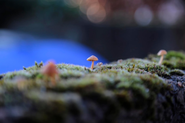 Close-up of mushroom growing on a wall