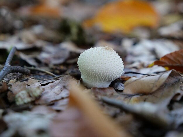 Close-up of mushroom growing on wood