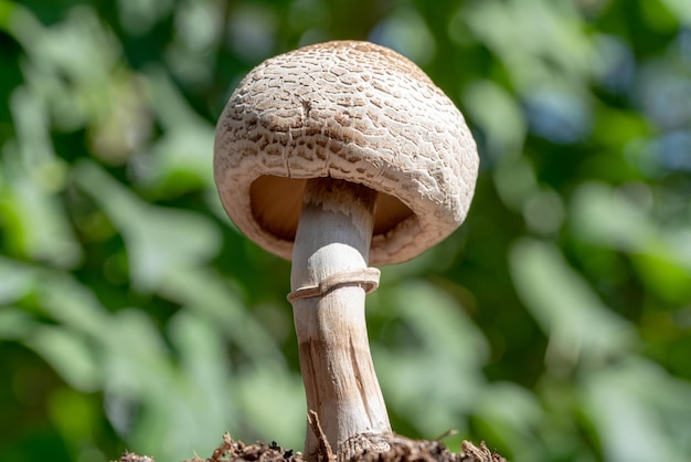 Close-up of a mushroom in nature during fall