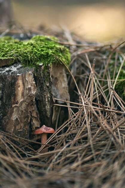 가을 숲에서 이끼 그루터기 버섯 근처에 버섯을 닫습니다