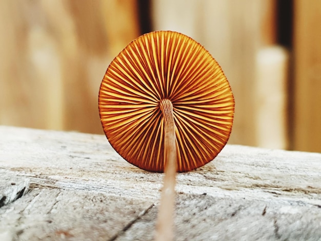 Photo close-up of mushroom on table