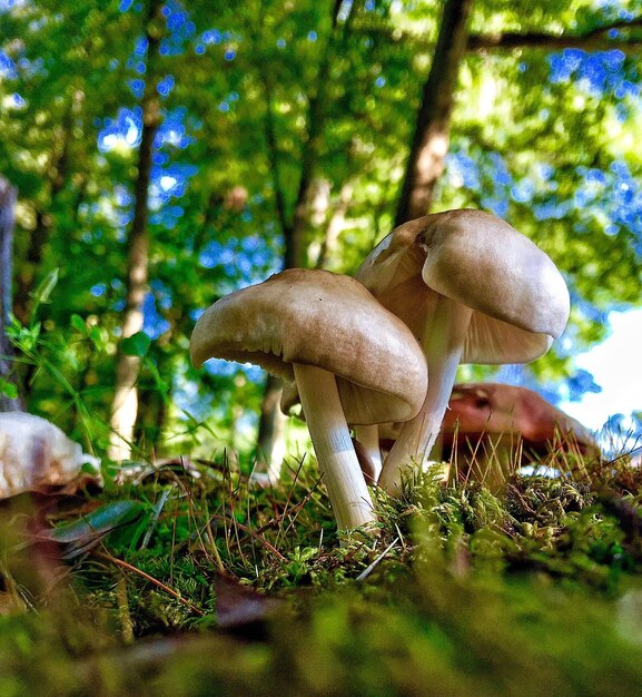 Close-up of mushroom on tree in forest