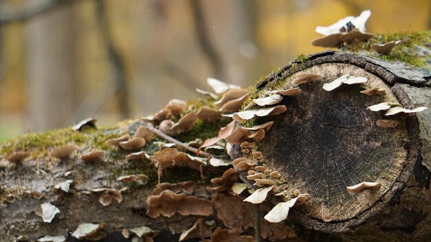 Photo close-up of mushroom on tree trunk