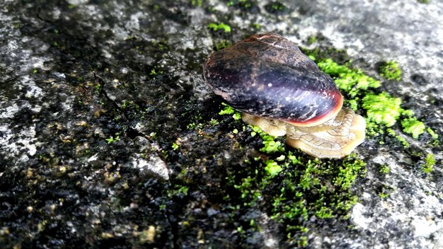 Photo close-up of mushroom on tree trunk