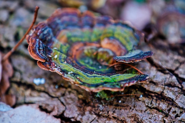 Photo close-up of mushroom on tree