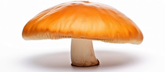 A close up of a mushroom on a white background