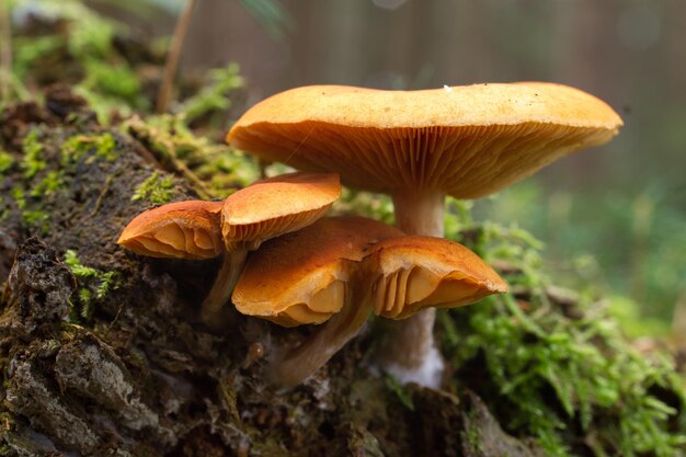 Close-up of mushroom on wood