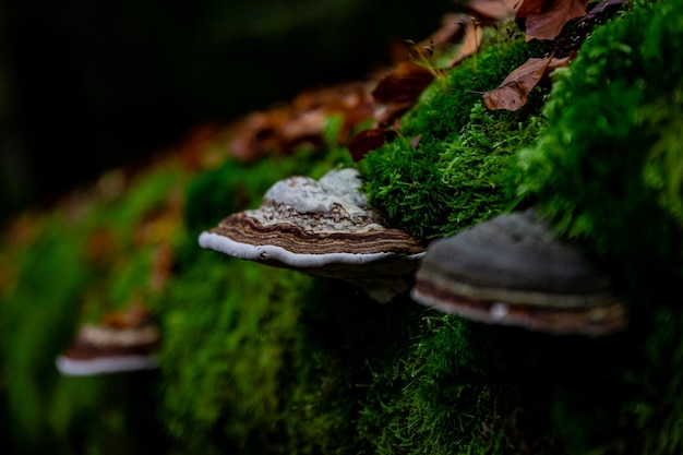 Close-up of a mushroom