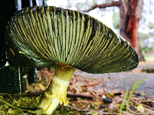 Photo close-up of mushroom