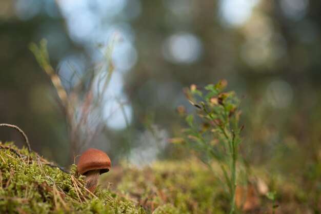 Close-up of mushroom