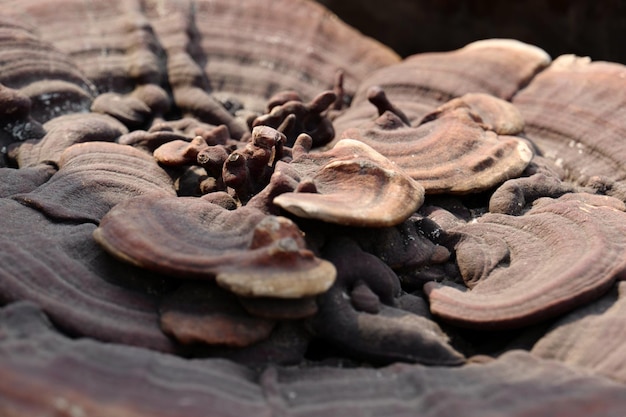 Close-up of mushroom