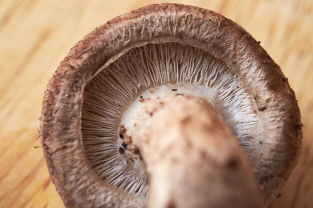 Photo close-up of mushroom