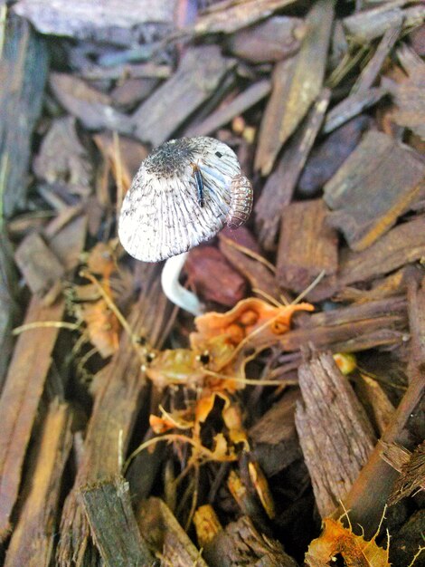 Photo close-up of mushroom