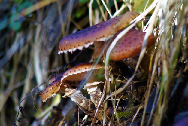 Photo close-up of mushroom