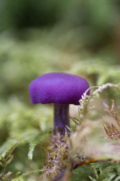 Photo close-up of mushroom