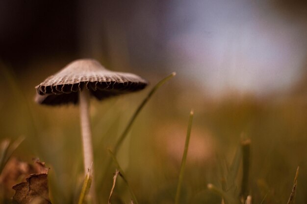 Close-up of mushroom