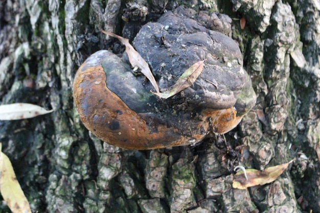 Photo a close up of a mushroom