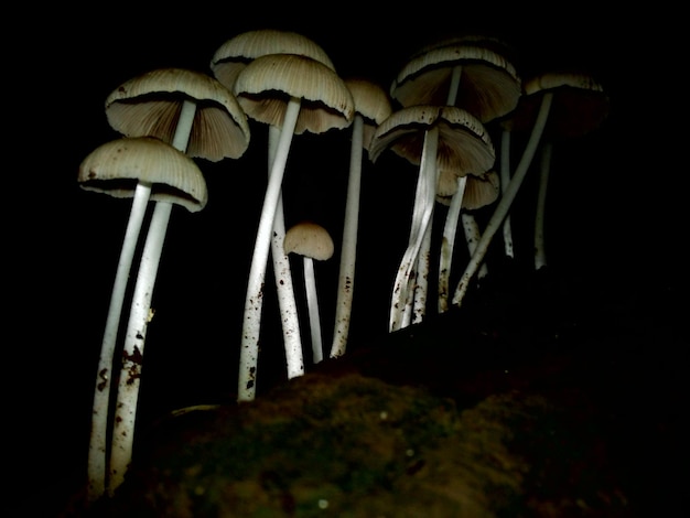 Photo close-up of mushrooms against black background