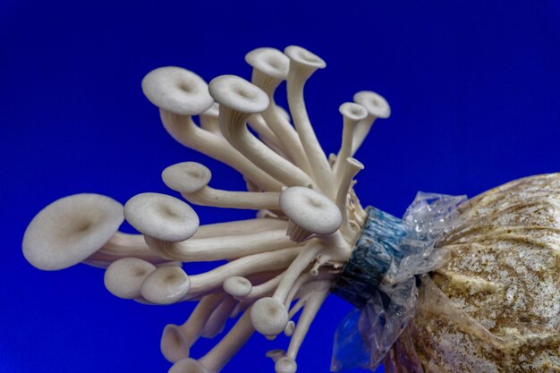 Close-up of mushrooms against blue background