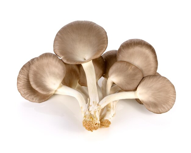 Photo close-up of mushrooms against white background