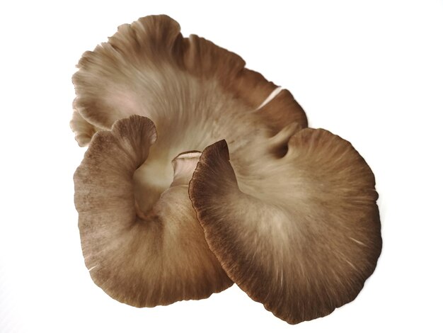 Photo close-up of mushrooms against white background