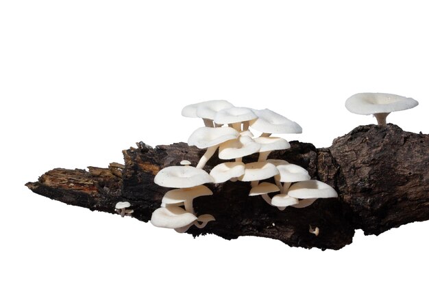 Photo close-up of mushrooms against white background