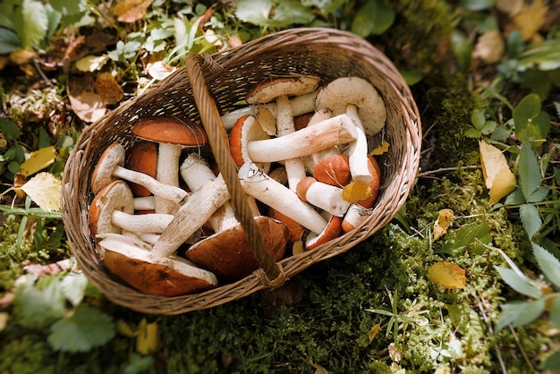 Close-up of mushrooms in basket