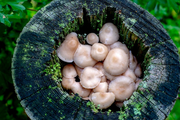 Close-up of mushrooms in basket