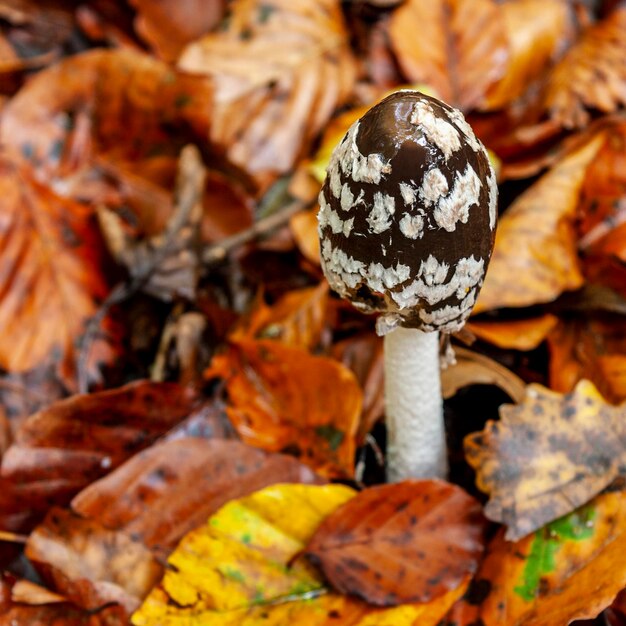 Close-up of mushrooms on dry leaves