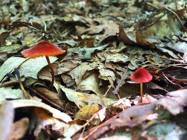 Close-up of mushrooms on dry leaves