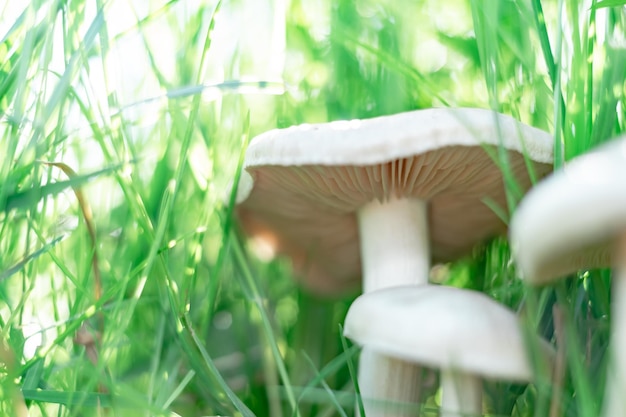 Foto prossimo piano funghi sullo sfondo di una foresta di erba