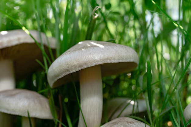 Close up Mushrooms on a grass forest background