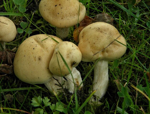 Close-up of mushrooms on grass