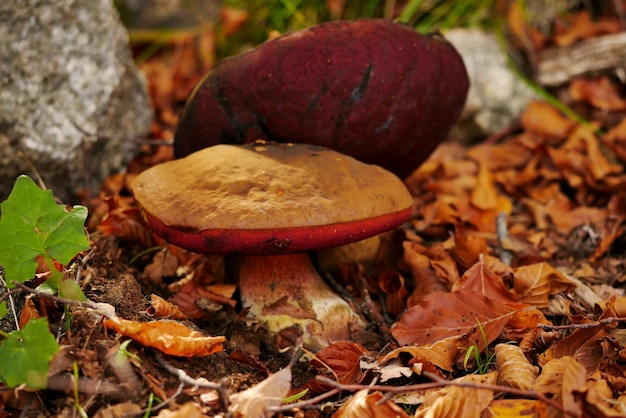 Photo close-up of mushrooms growing on field during autumn