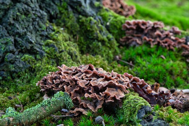 Close-up of mushrooms growing on field in forest